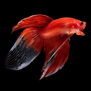 combtail betta fish