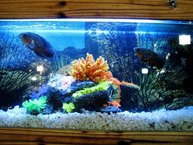 5 Benefits of Wet/Dry Filter for Your Aquarium &amp; How They Work | It&#39;s A  Fish Thing