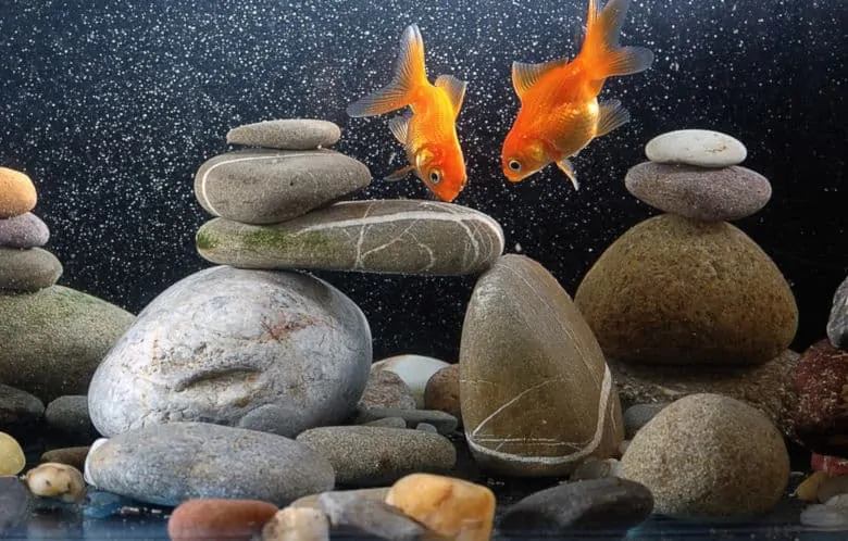 um aquário de peixes dourados com rochas, dois peixes dourados, sem plantas vivas.