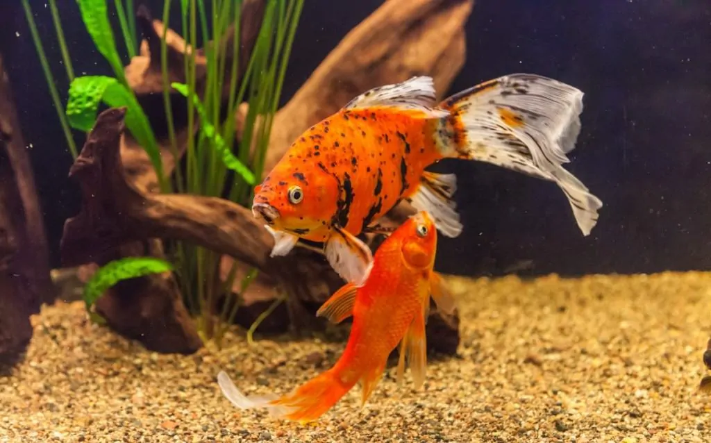 Deux poissons rouges nageant dans un aquarium bien éclairé et bordé de gravier