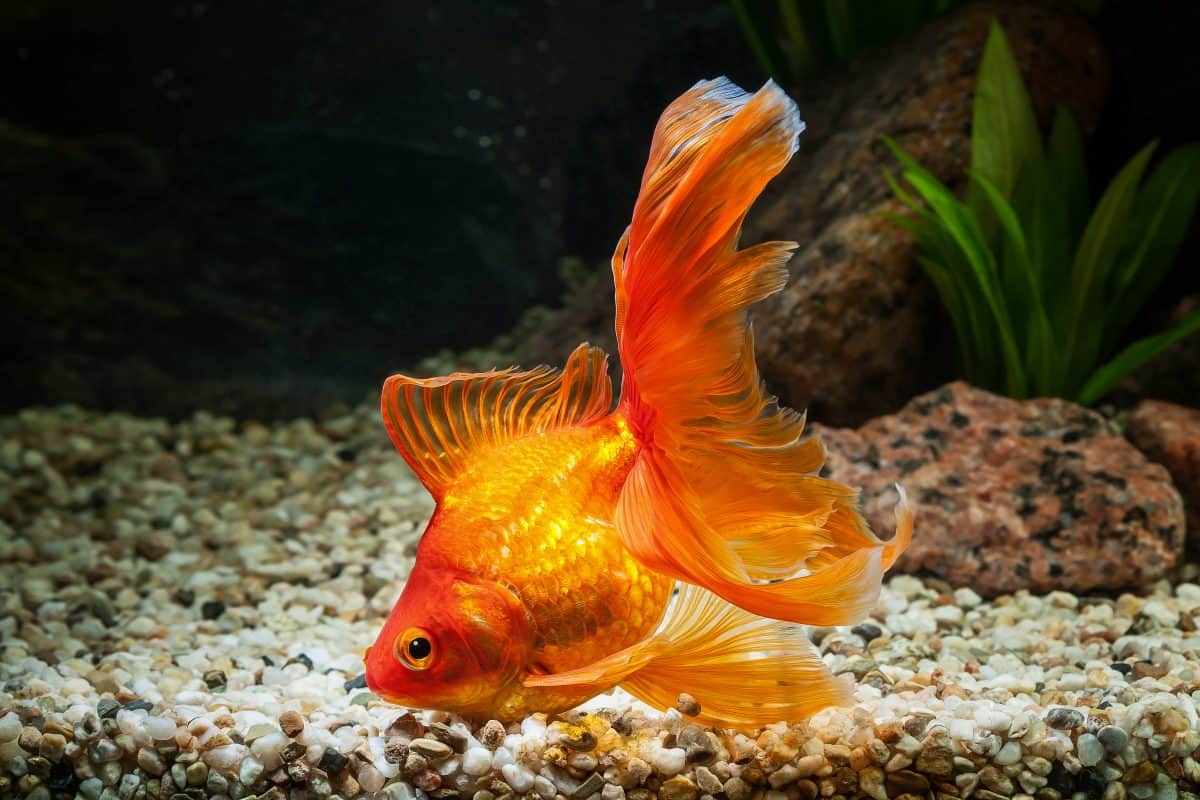 A veiltail goldfish rummaging through gravel at the bottom of it's tank