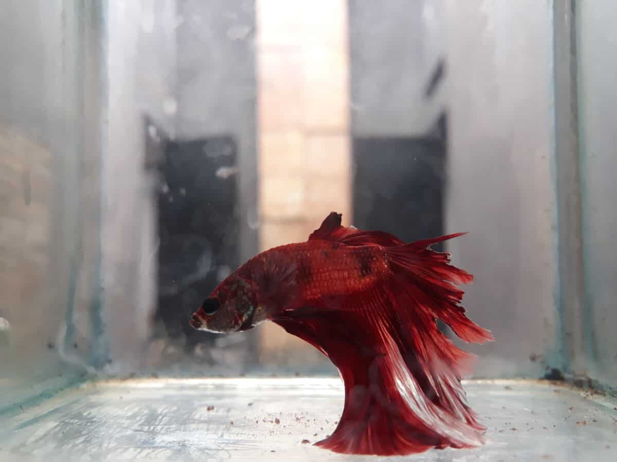 A poorly looking red betta fish in an empty hospital tank