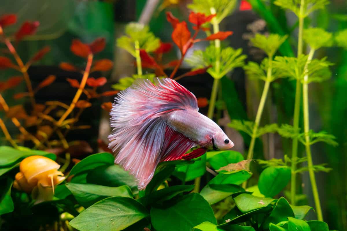 Betta Fish Water Temperature - Within What Ideal Range ...