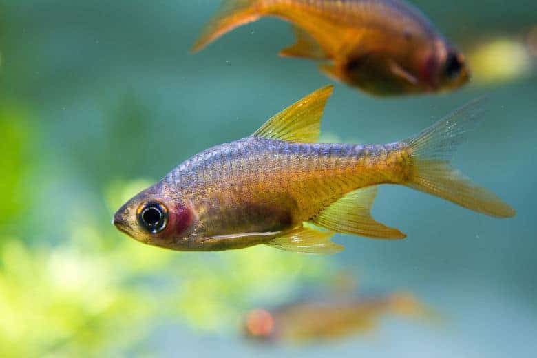 Two fire rasbora in a planted tank