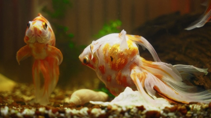 goldfish swimming upside down