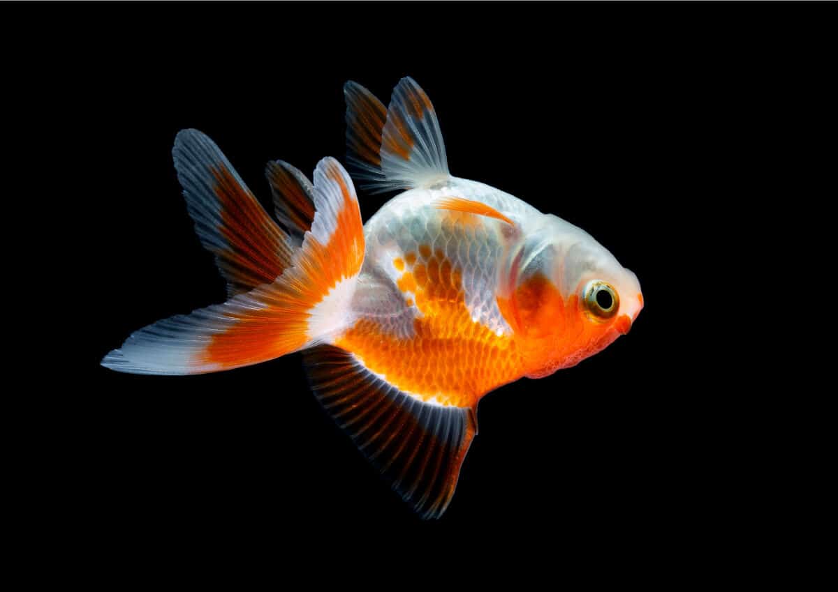 Why Is My Goldfish Swimming Upside Down? - How to Fix The ...