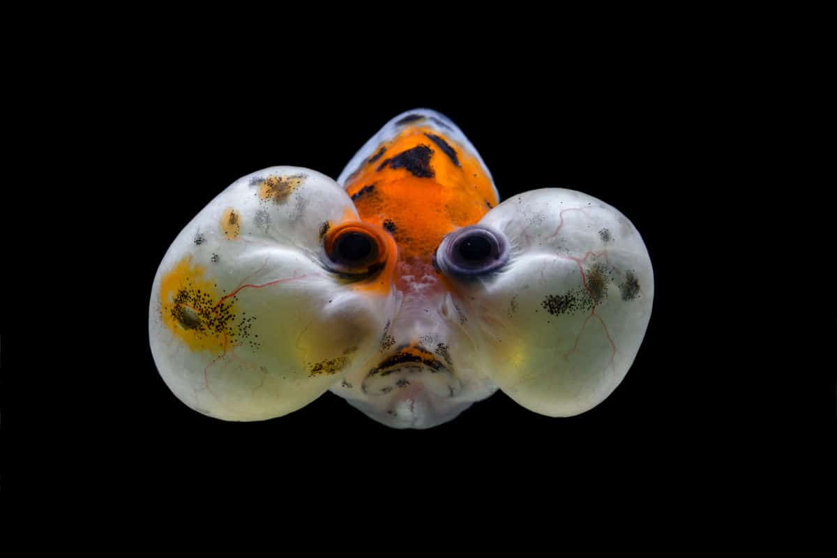bubble eye goldfish staring straight into the camera, isolated on black
