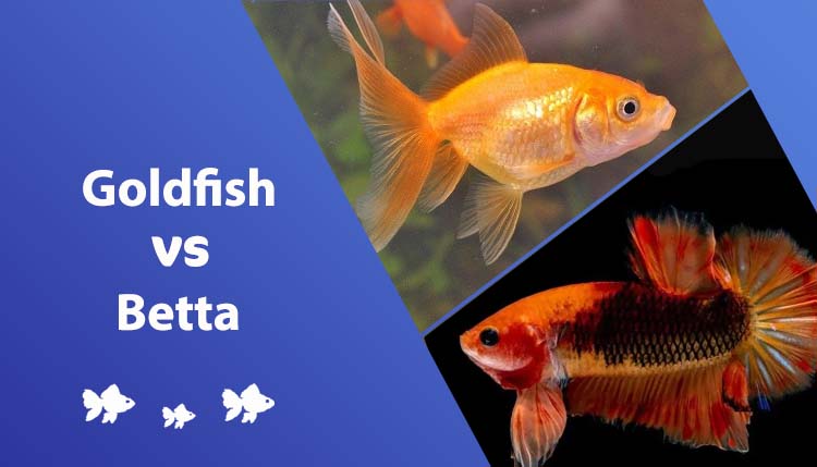 goldfish vs betta
