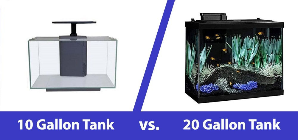10 vs 20 gallon fish tank header