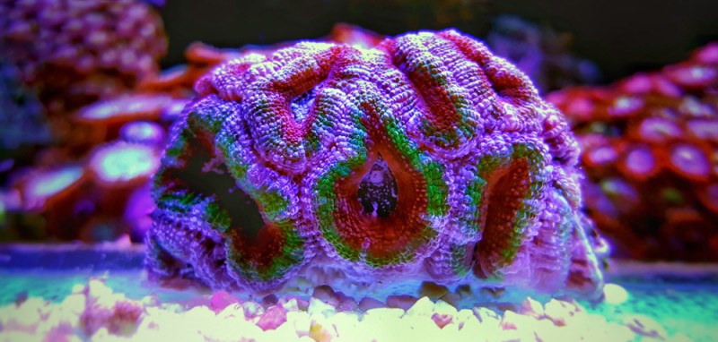 Acanthanstrea LPS coral live decoration in saltwater reef aquarium