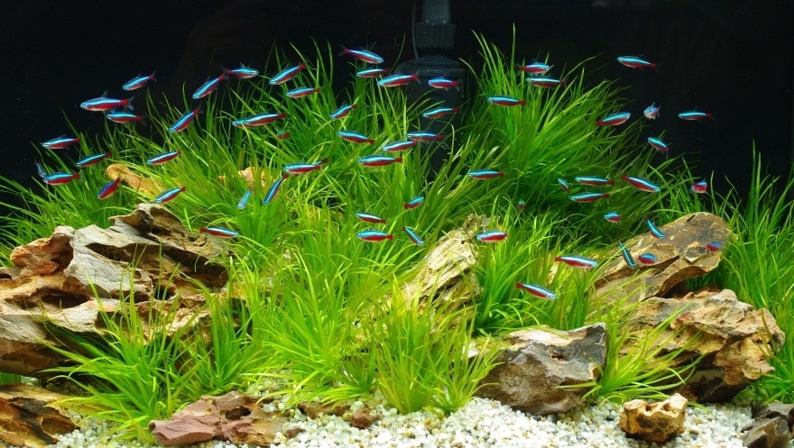 aquarium with tetras