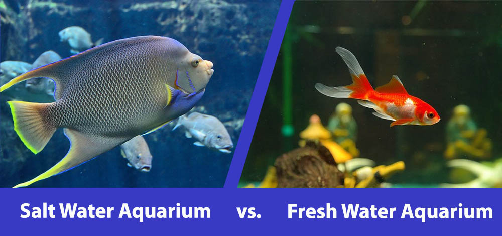salt water aquarium vs salt water aquarium header