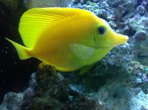 yellow tang fish with marine ich disease