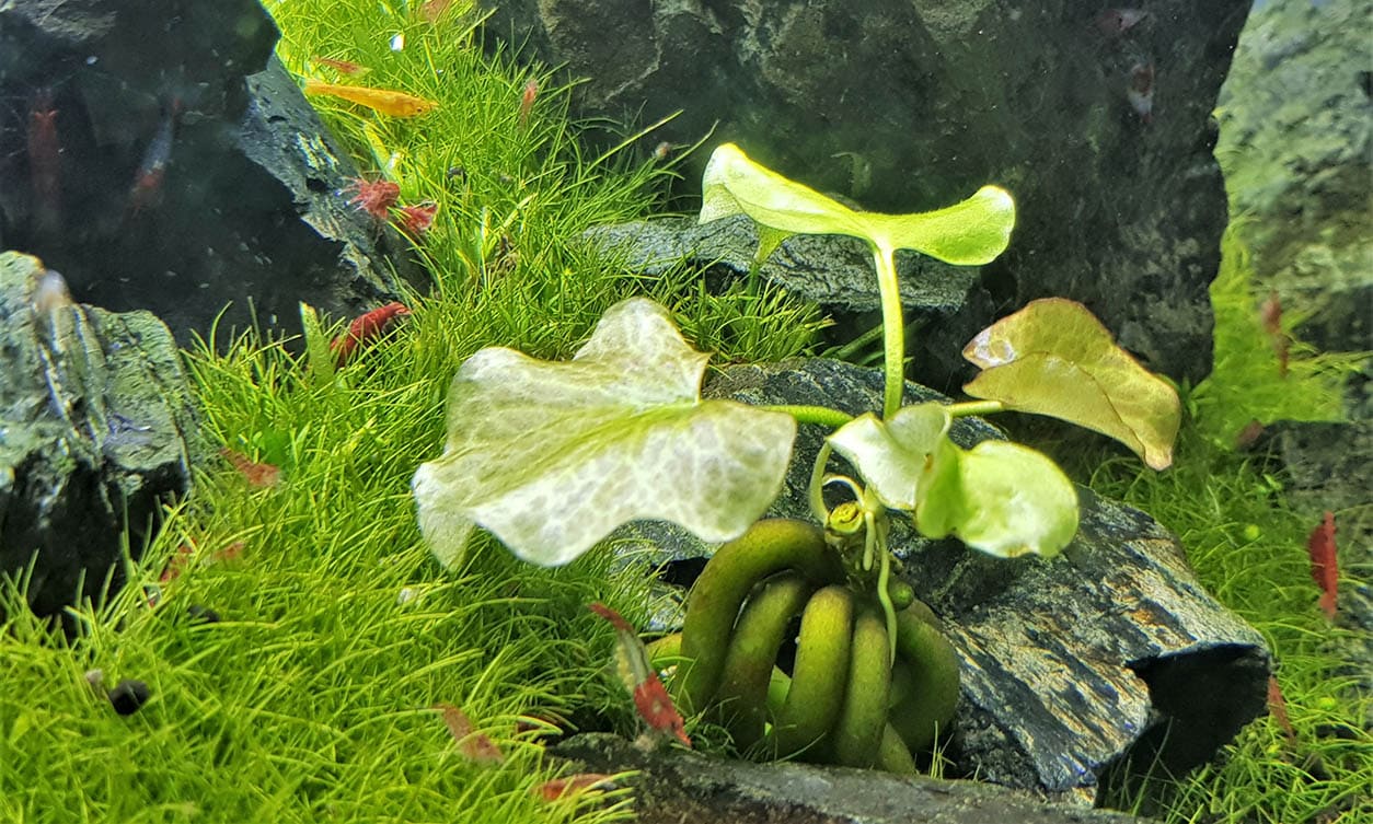 close up freshwater banana plant