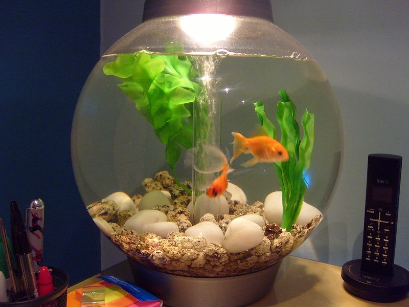 How Many Fish Can You House in a 30 L Biorb? | It's A Fish Thing