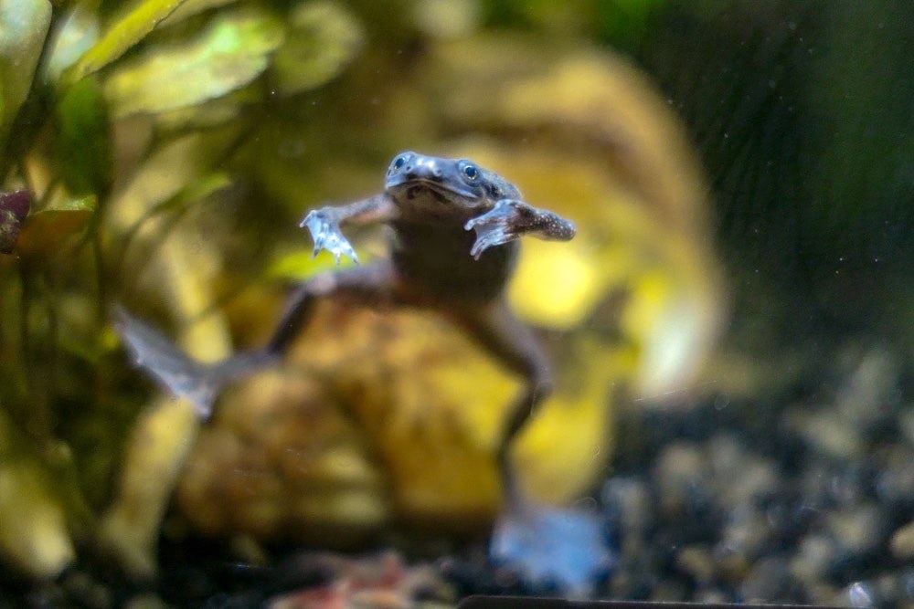 African Dwarf Frog Hopping Around