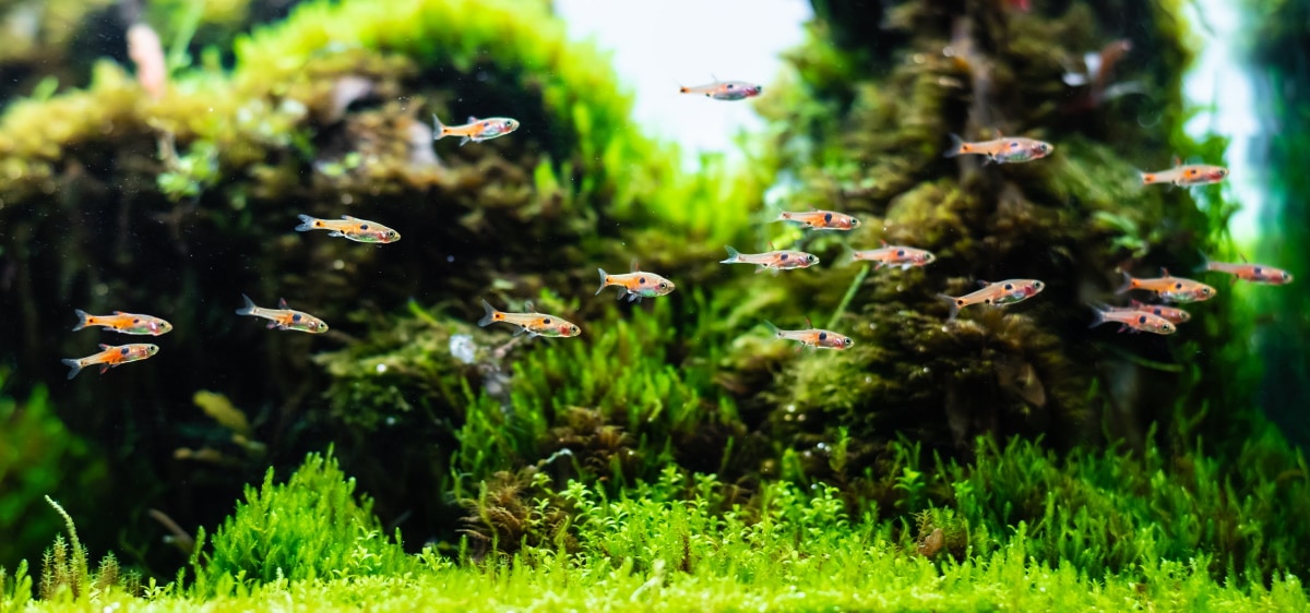 Aquascape Addiction is now a part of Its a Fish Thing