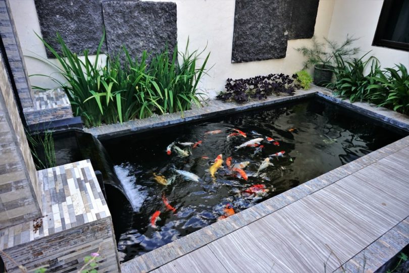 How To Make Tap Water Safe For Ponds, How To Make A Small Garden Fish Pond