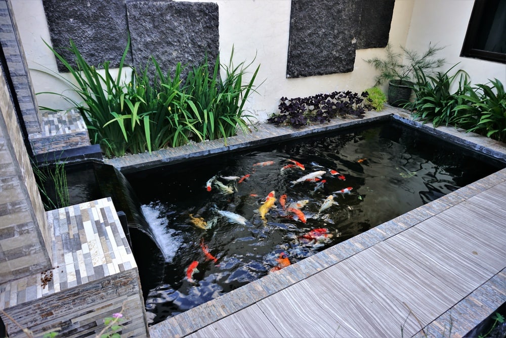 Keep Pond Water Clean Without A Filter, How To Keep Outdoor Fish Pond Clean