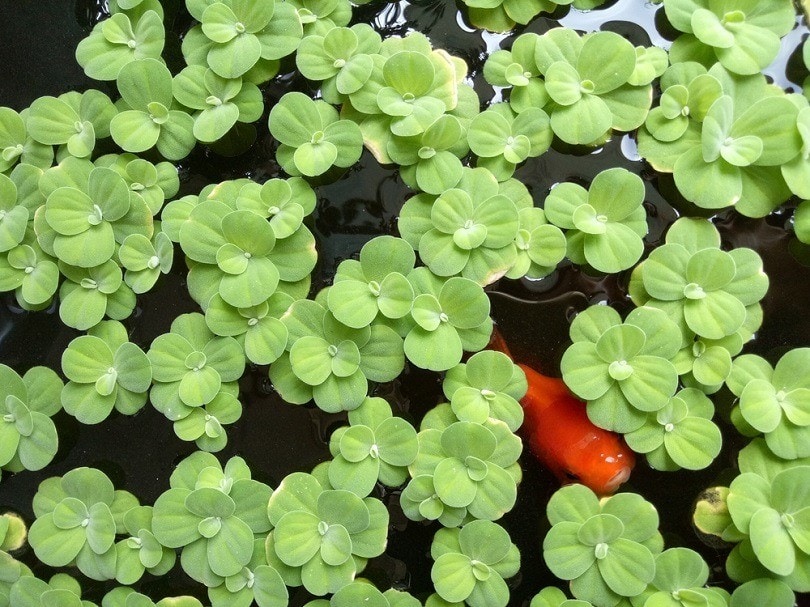 Goldfish-swimming-in-a-tub-filled-with-duckweed