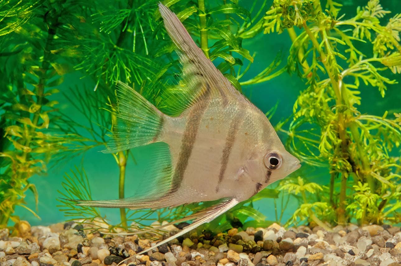 Orinoco angelfish
