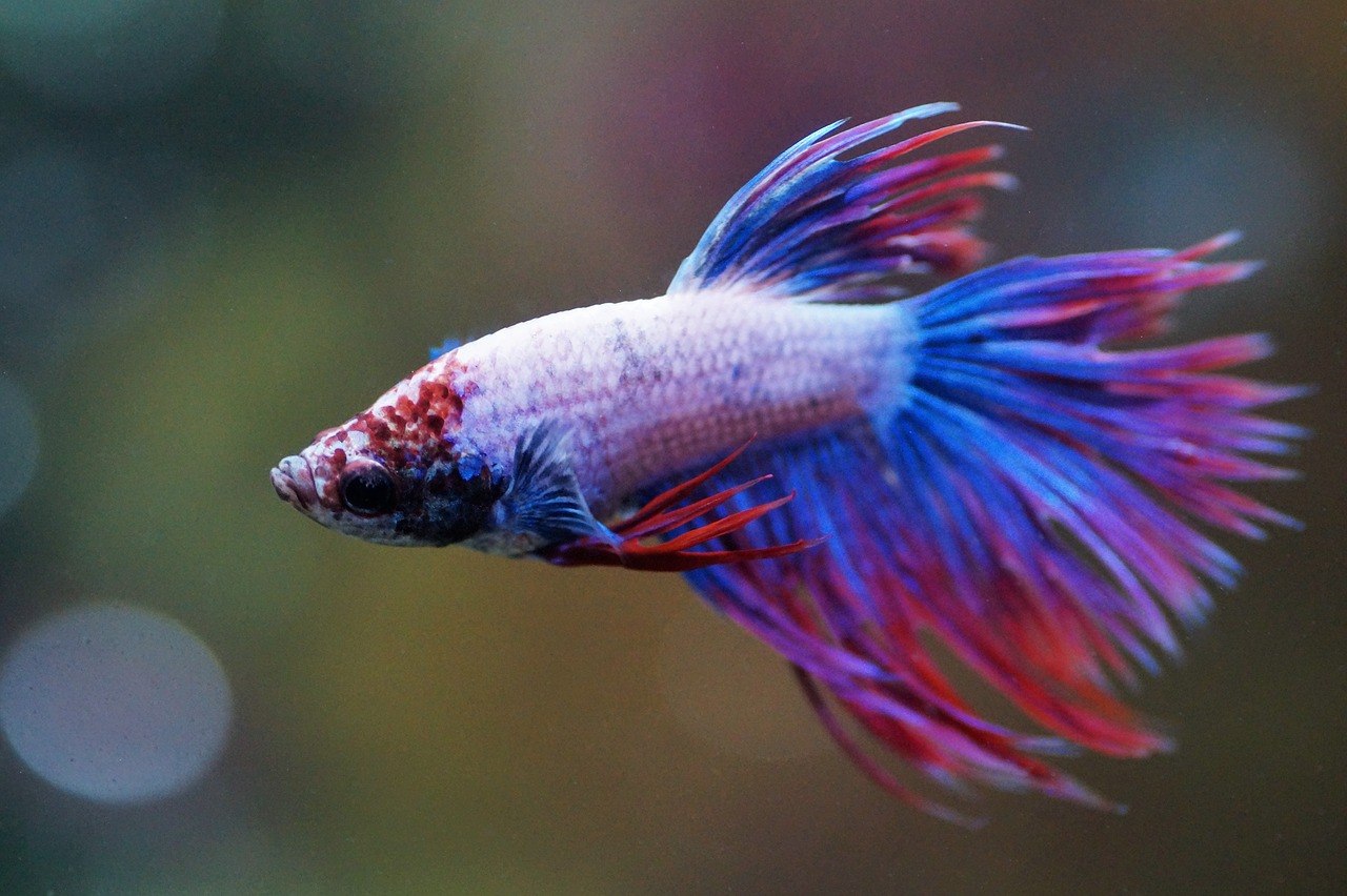 red and blue betta fish