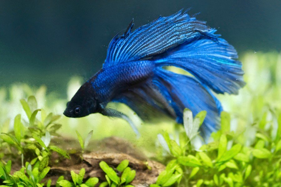 Can Betta Fish See In The Dark? | It's A Fish Thing