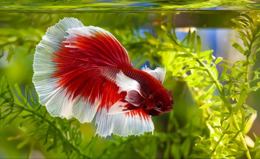 What Human Foods Can Betta Fish Eat? Which Are Safe? | It's A Fish Thing