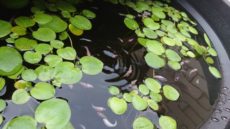 fish pond with frogbit leaves