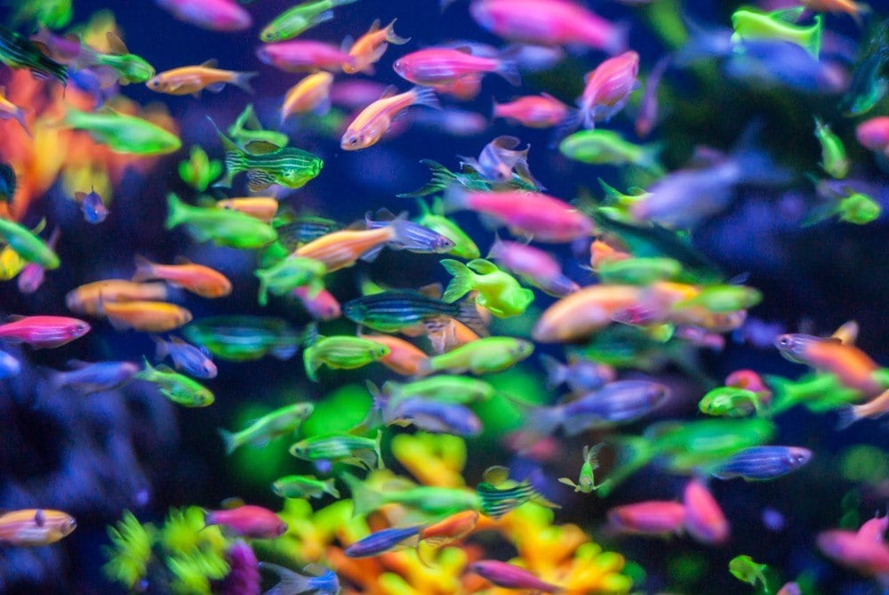 brightly colored school of glofish