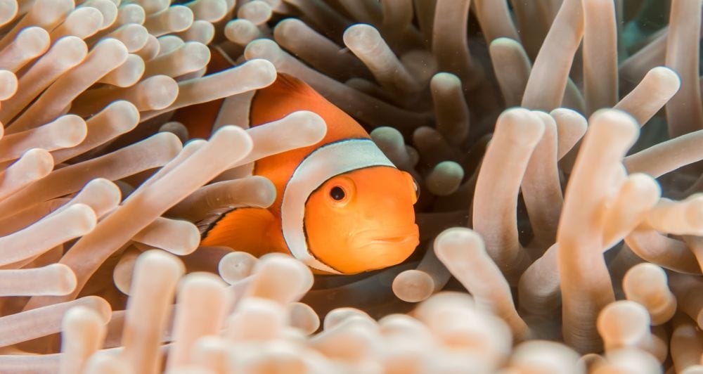 Are Clownfish Aggressive with Other Fish? | It's A Fish Thing