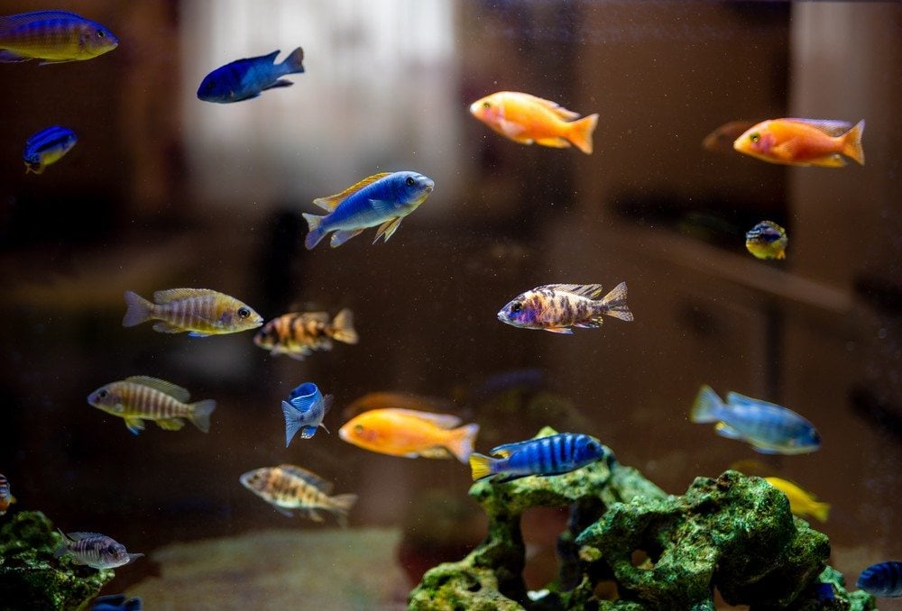 colorful cichlids swimming in tank