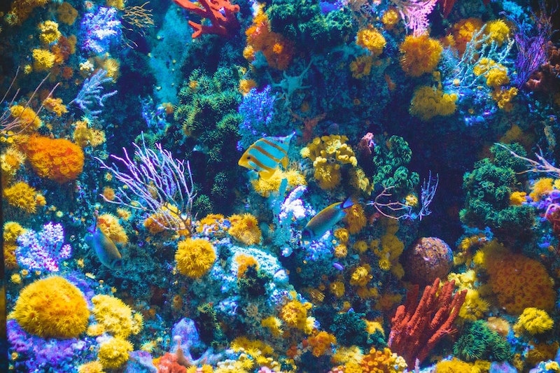 colorful wall of coral with blue and yellow fish