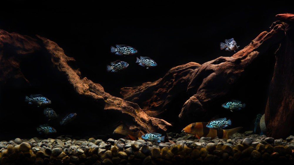 electric blue jack dempsey cichlid aquarium with mates