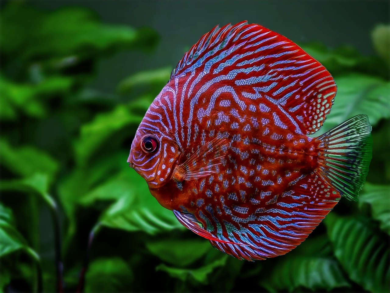 discus fish red purple