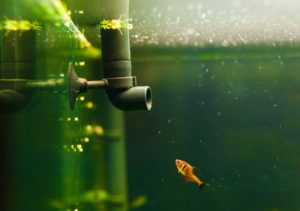 fish tank filter pip and little fish