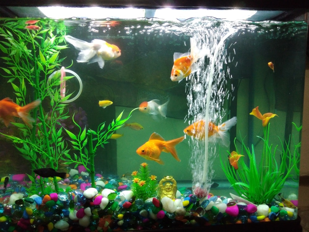 fish tank with filter hose