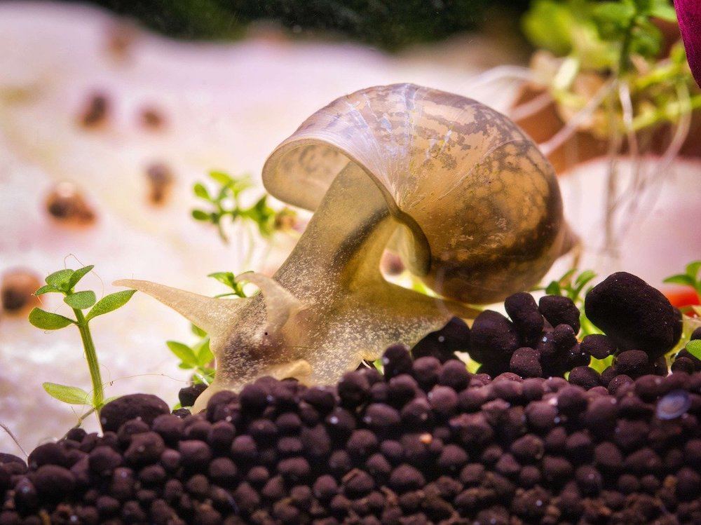 freshwater aquarium snail