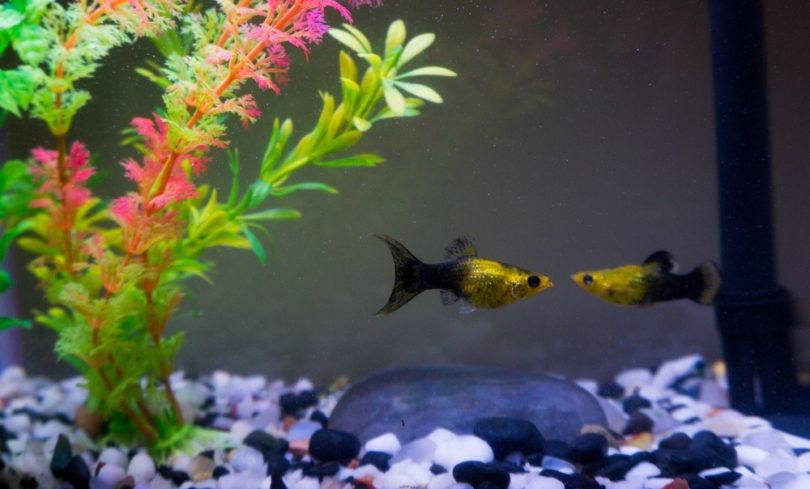 Molly Fish Guide: How Many Can You Have In a 10 Gallon Tank? | It's A Fish Thing