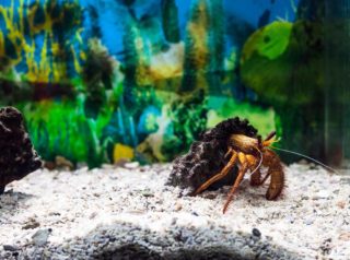 white spotted hermit crab in shell walking along sand in tank aquarium