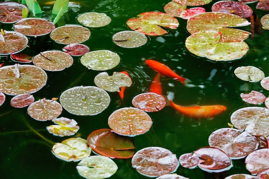 koi pond with lily pads
