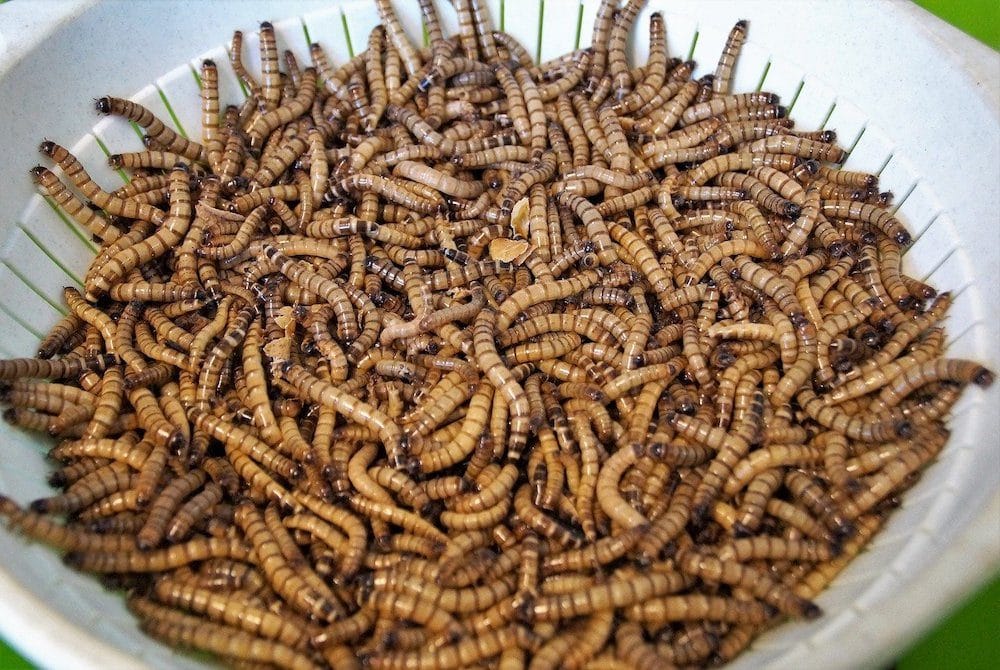 mealworms as fish food