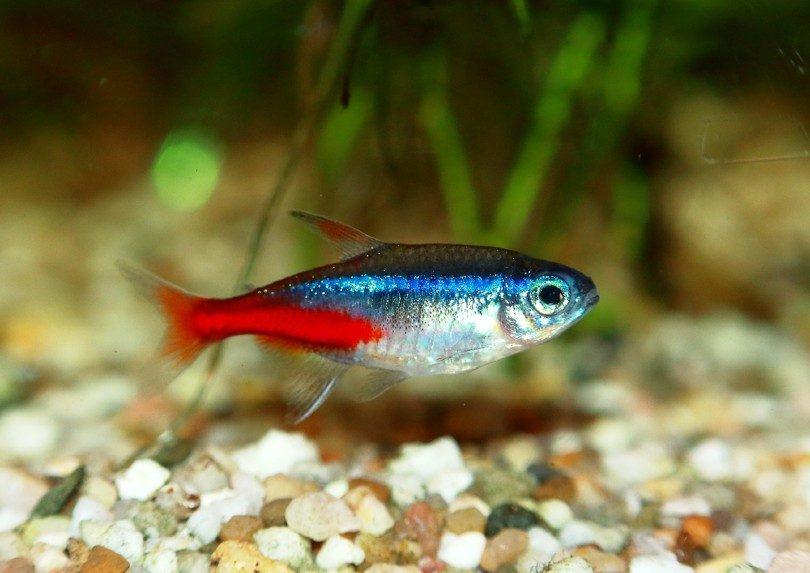 How Many Cardinal Tetras Can You Have In a 20 Gallon Tank? | It's A Fish Thing