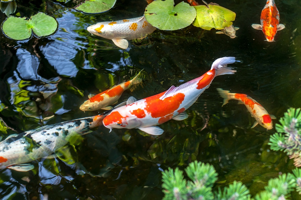 orange-and-white-koi-fish-pond