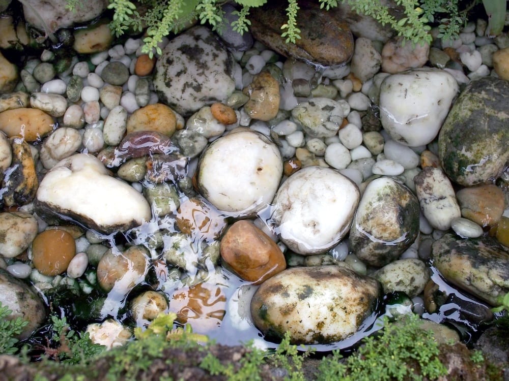 pond rocks