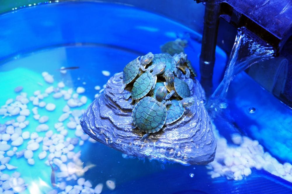 red eared slider turtles in tank with filter