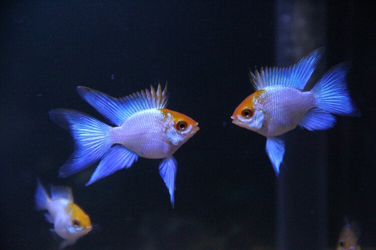 two male cichlids fighting