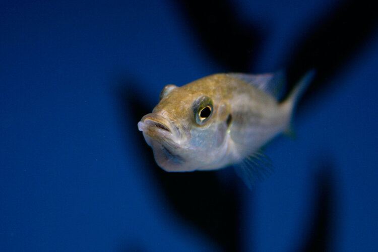 mouthbrooding cichlid