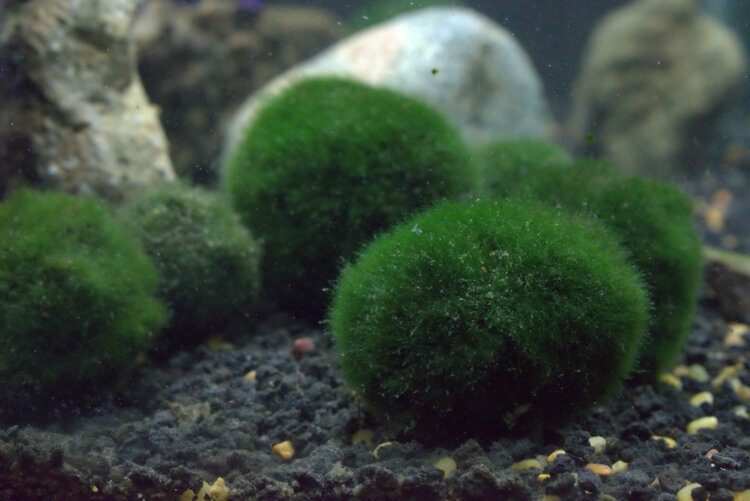 aquarium moss balls
