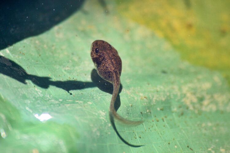 Can I Put Tadpoles In My Fish Tank? | It's A Fish Thing